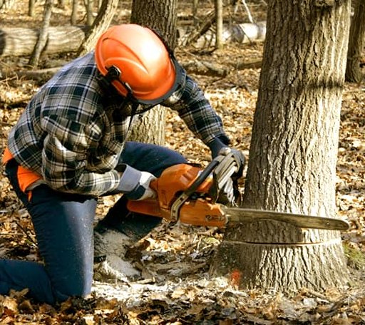 Tree Removal in Moss, TN